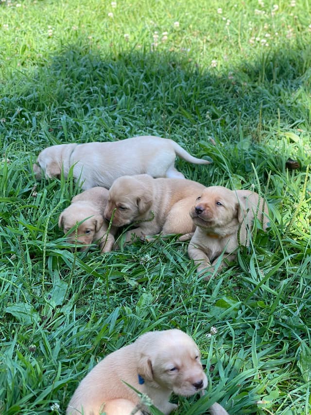 Labrador Retriever Puppies media 14