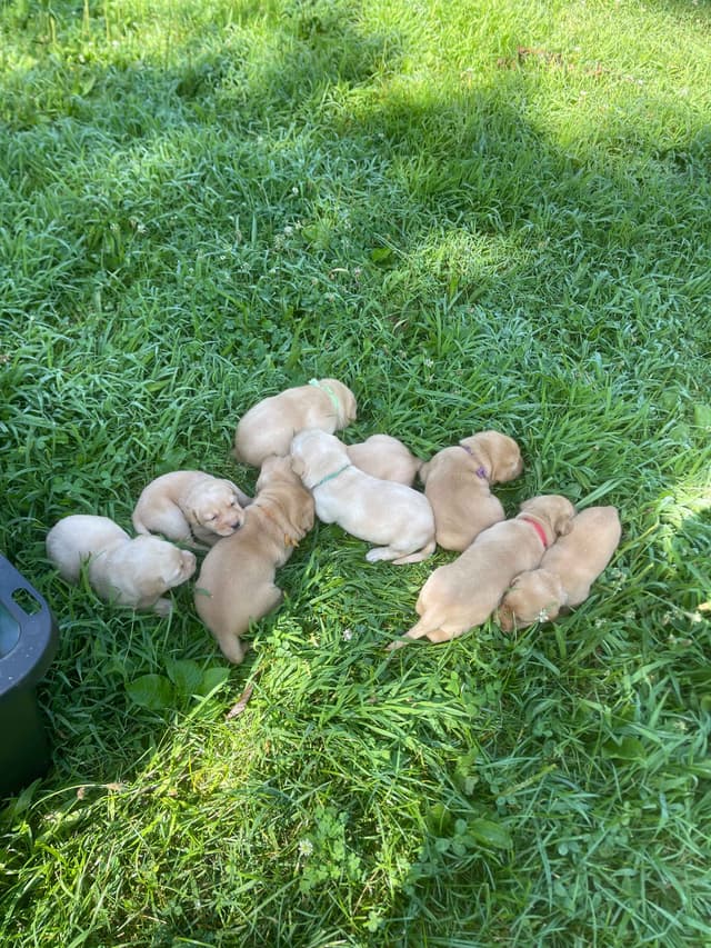 Labrador Retriever Puppies media 15