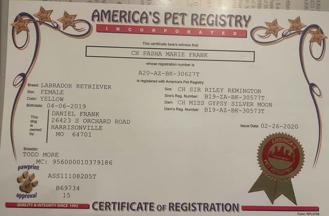 Labrador Retriever Puppies media 23