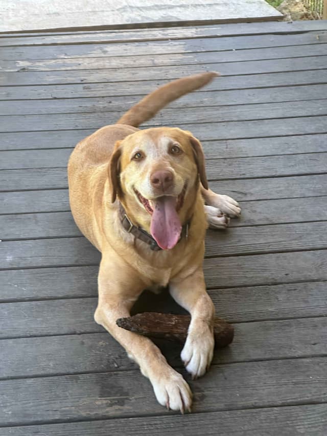 Labrador Retriever Puppies media 19