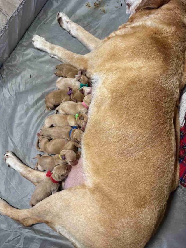 Labrador Retriever Puppies media 3