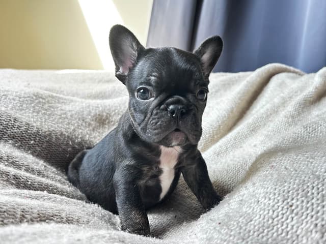 French Bulldog Puppies media 2