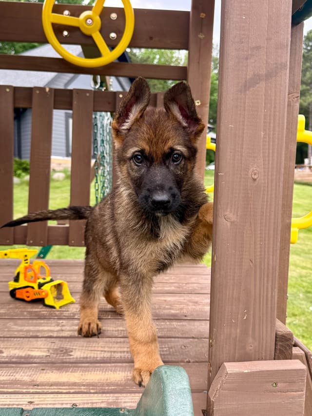 AKC German Shepherd Puppies Award Winning Lines media 3