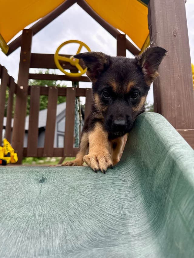 AKC German Shepherd Puppies Award Winning Lines media 4