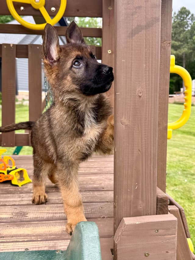 AKC German Shepherd Puppies Award Winning Lines media 5