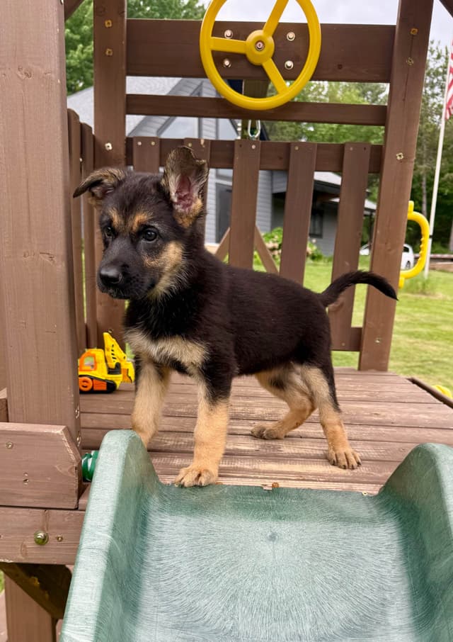 AKC German Shepherd Puppies Award Winning Lines media 6