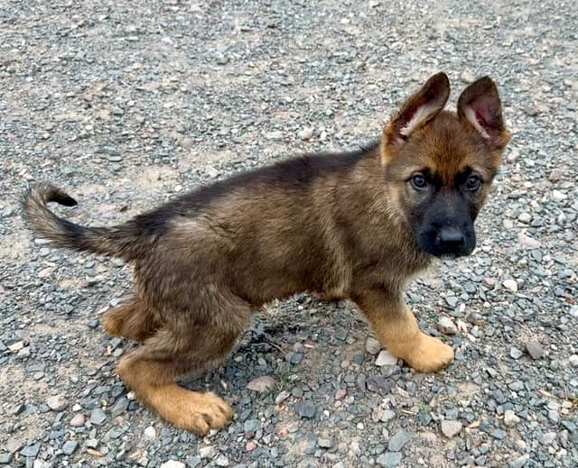 AKC German Shepherd Puppies Award Winning Lines media 8