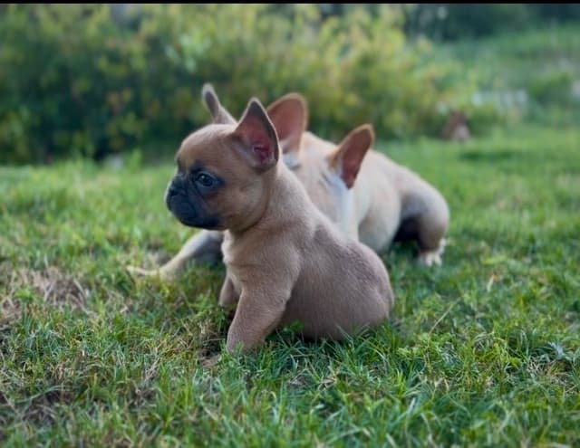 French Bulldog Puppies $1500 media 2