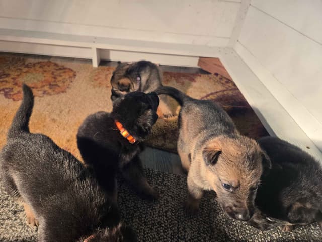 Working line German Shepherd Dog Puppies media 3