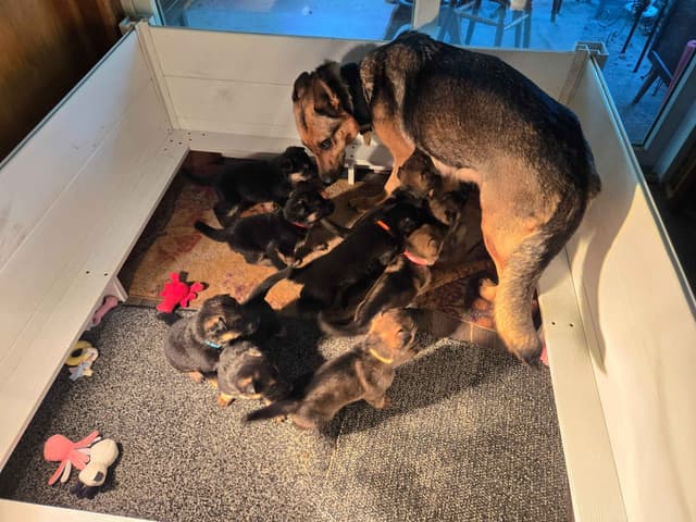 Working line German Shepherd Dog Puppies media 6
