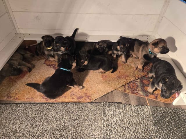 Working line German Shepherd Dog Puppies media 4