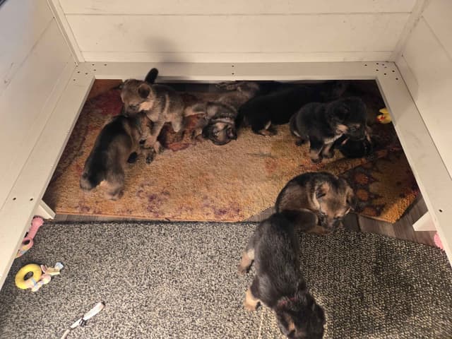 Working line German Shepherd Dog Puppies media 5