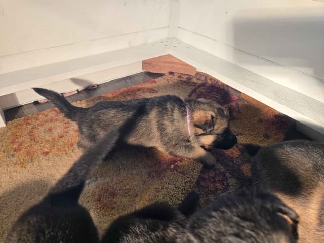 Working line German Shepherd Dog Puppies media 7