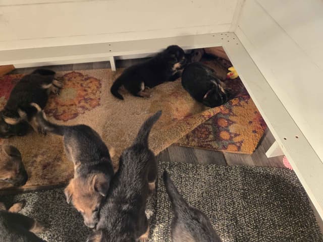 Working line German Shepherd Dog Puppies media 8