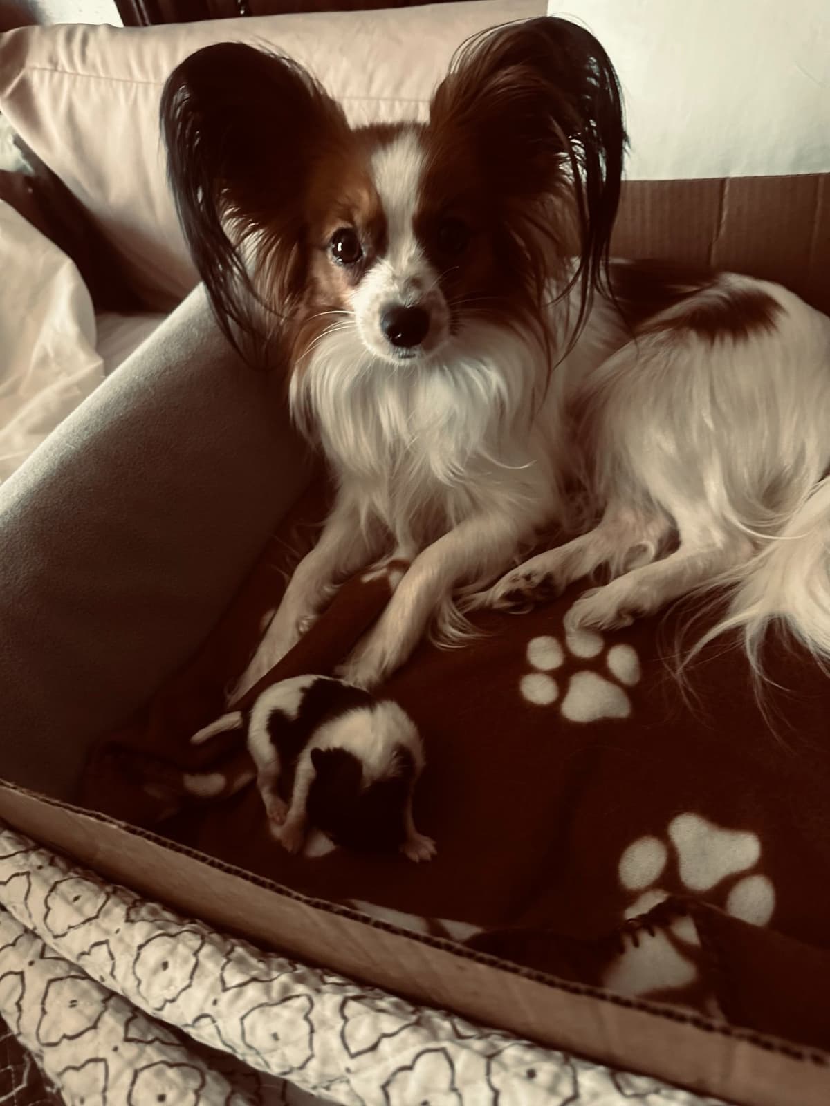 McKenney Virginia - Energetic Tri-colored Papillon puppies - Males breeder image 1