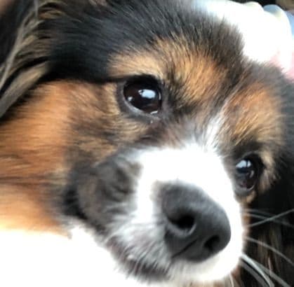 McKenney Virginia - Energetic Tri-colored Papillon puppies - Males breeder image 2