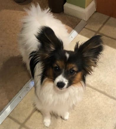 McKenney Virginia - Energetic Tri-colored Papillon puppies - Males breeder image 3