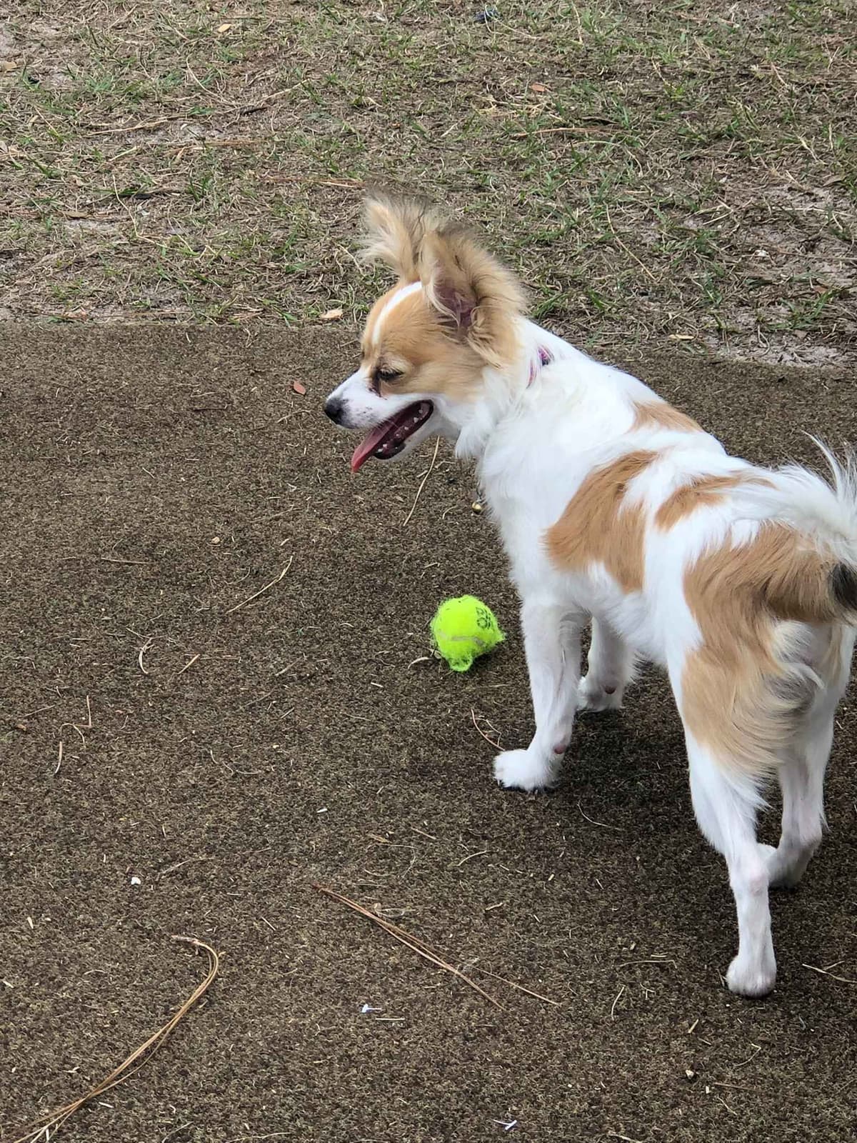 McKenney Virginia - Energetic Tri-colored Papillon puppies - Males breeder image 4