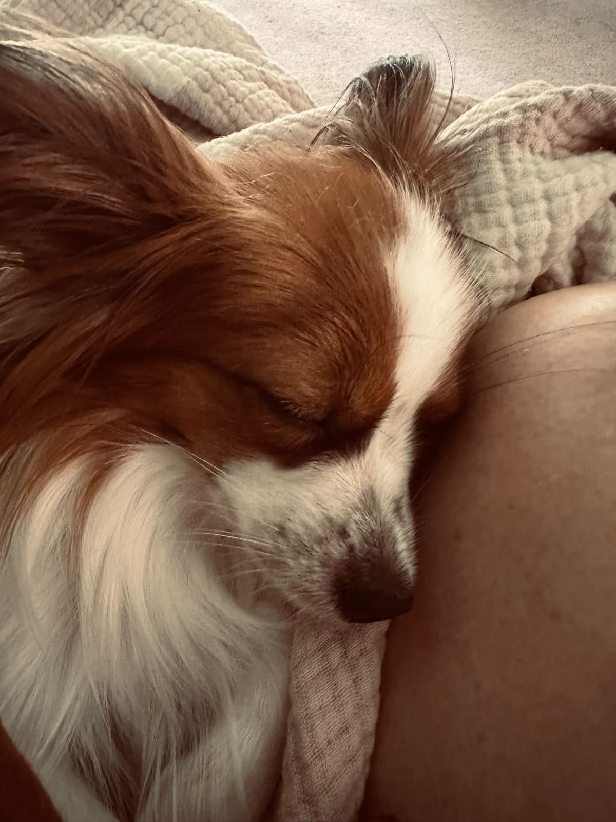 McKenney Virginia - Energetic Tri-colored Papillon puppies - Males breeder image 6