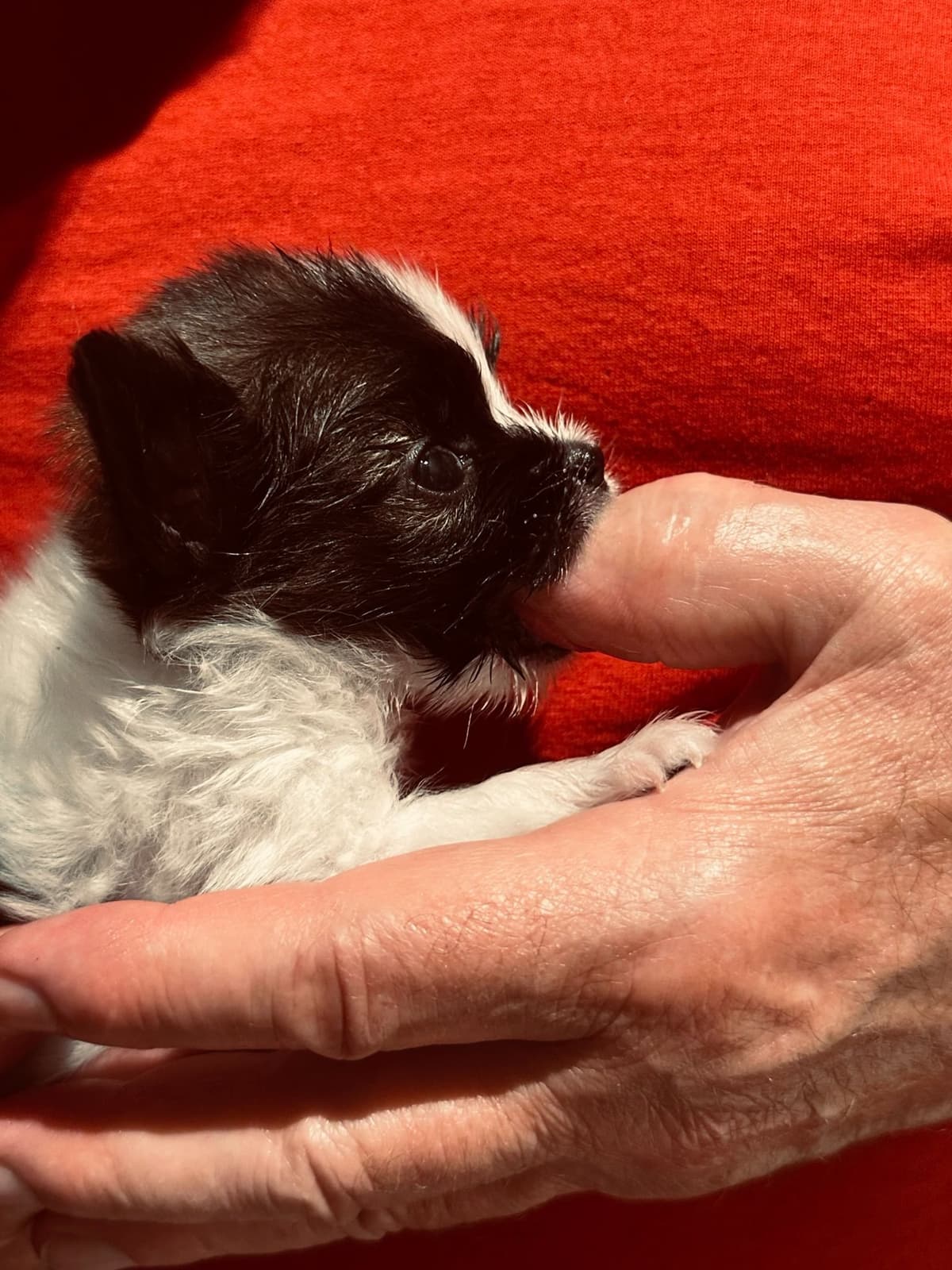 McKenney Virginia - Energetic Tri-colored Papillon puppies - Males breeder image 7