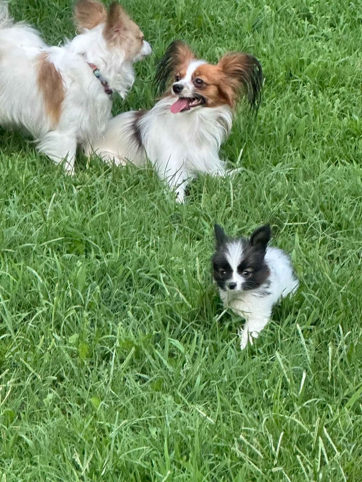 McKenney Virginia - Energetic Tri-colored Papillon puppies - Males breeder image 9