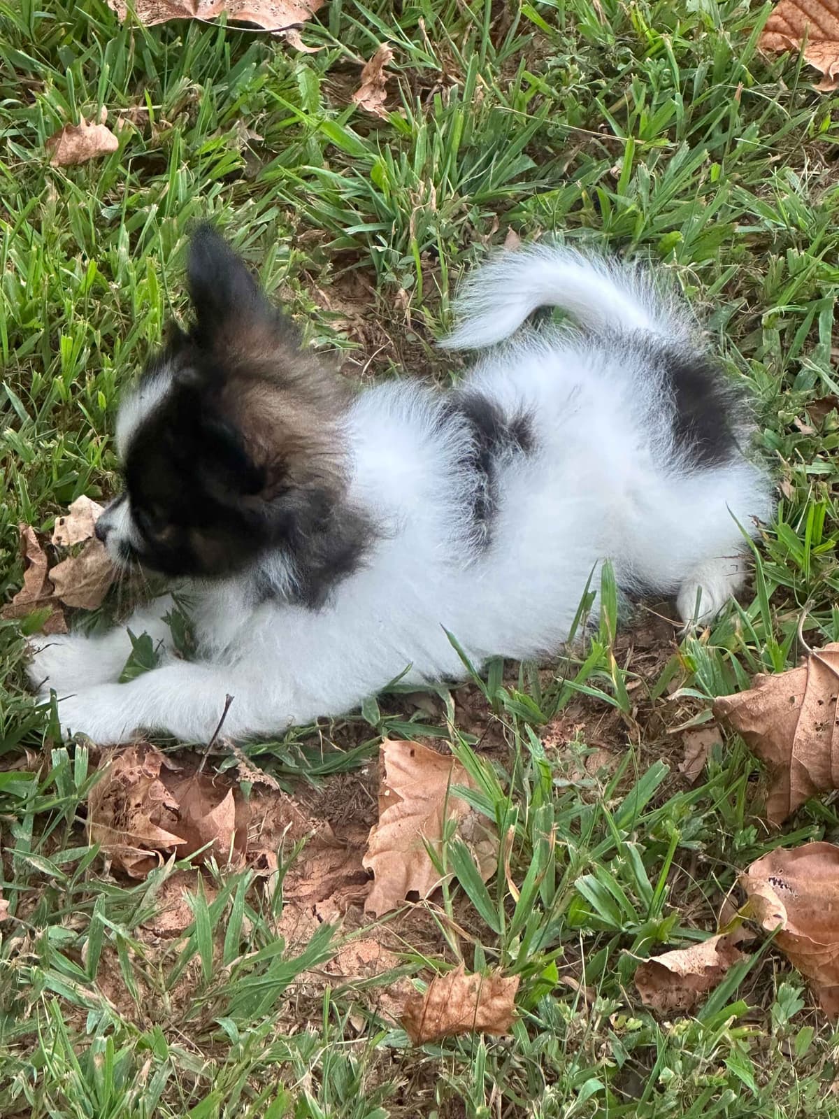 McKenney Virginia - Energetic Tri-colored Papillon puppies - Males breeder image 10