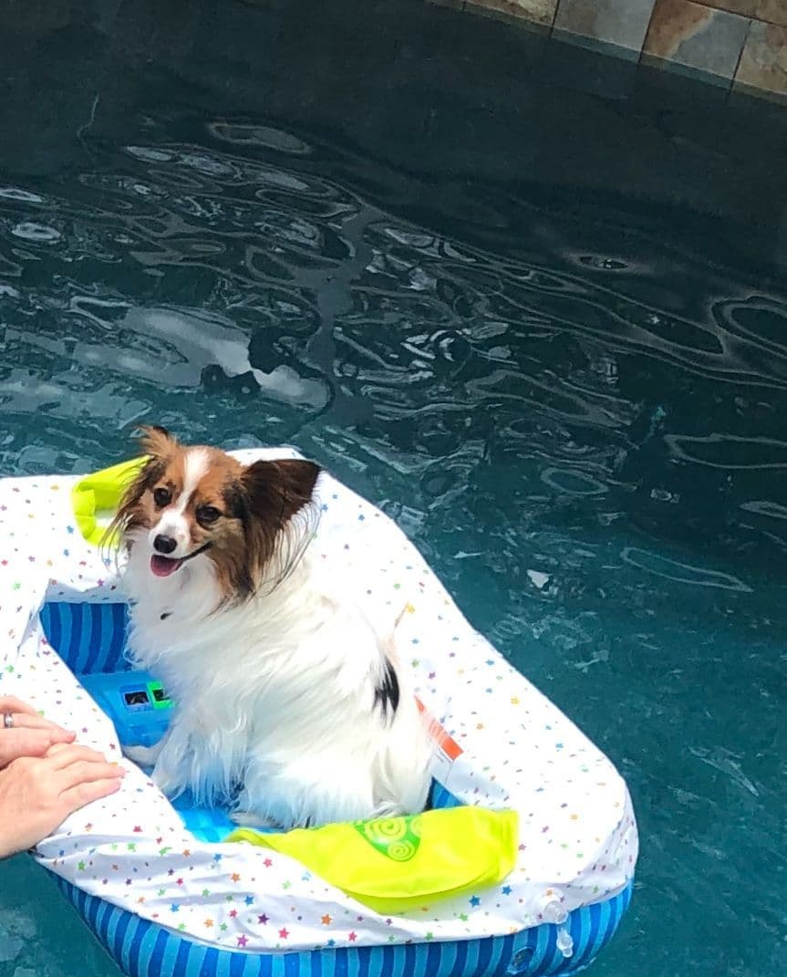 McKenney Virginia - Energetic Tri-colored Papillon puppies - Males breeder image 14