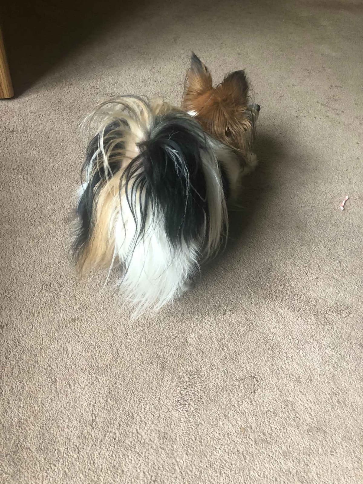 McKenney Virginia - Energetic Tri-colored Papillon puppies - Males breeder image 15