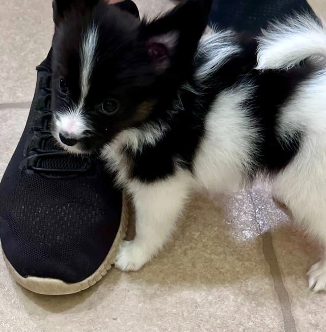 McKenney Virginia - Energetic Tri-colored Papillon puppies - Males media 3