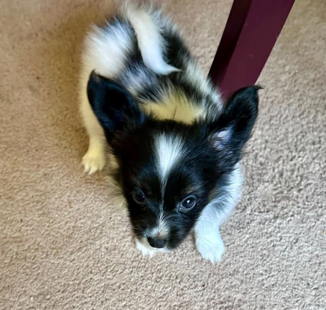McKenney Virginia - Energetic Tri-colored Papillon puppies - Males media 5