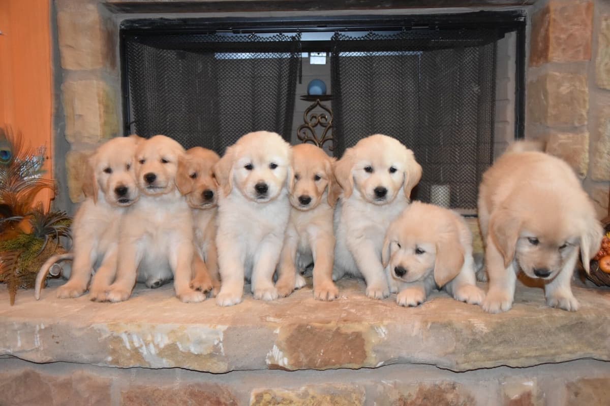 Dachshund Puppies breeder image 2