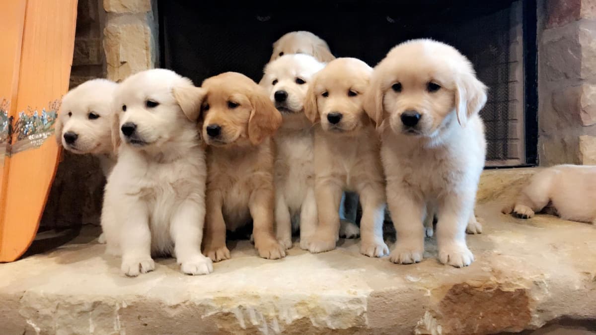 Dachshund Puppies breeder image 3