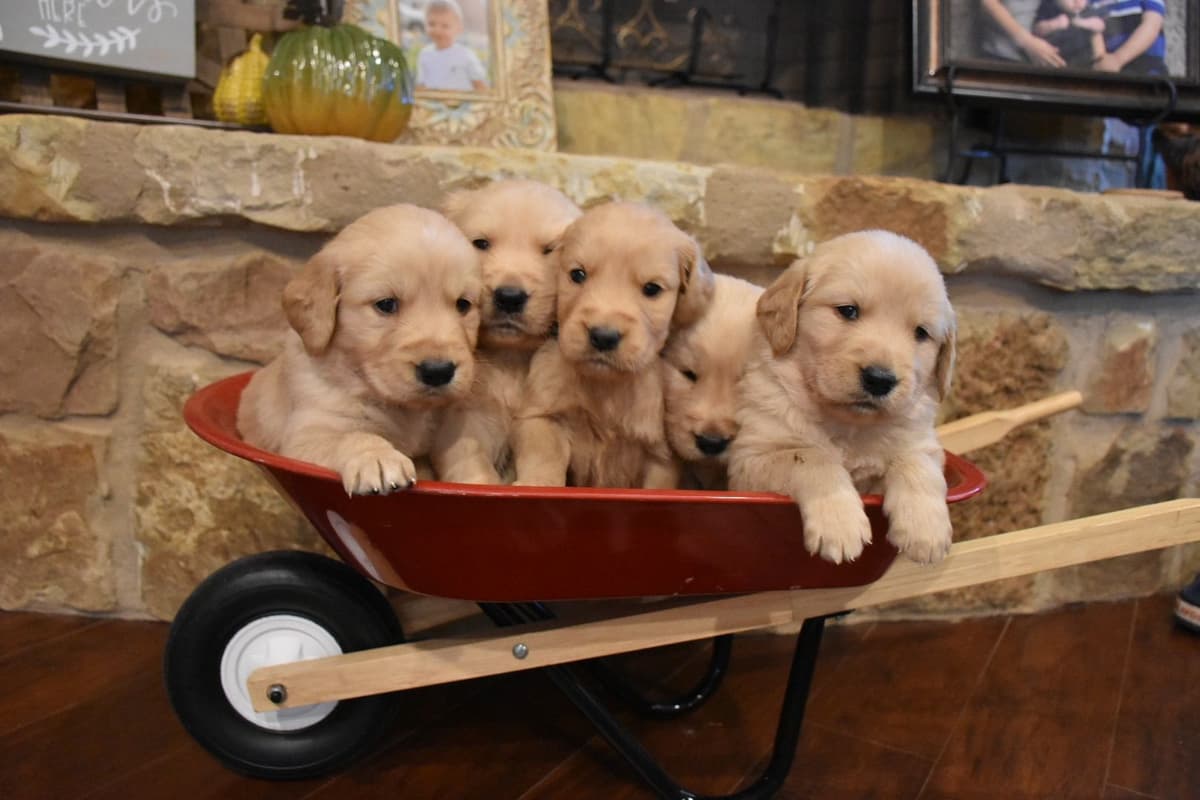 Dachshund Puppies breeder image 4