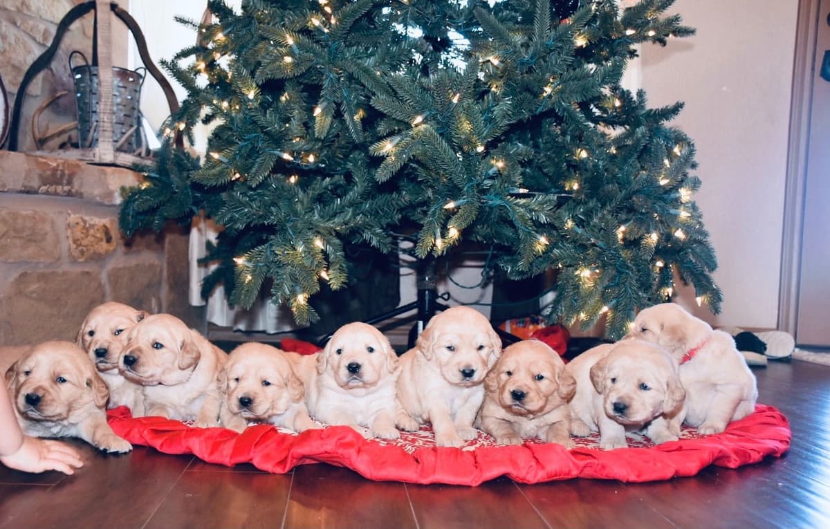 Dachshund Puppies breeder image 10