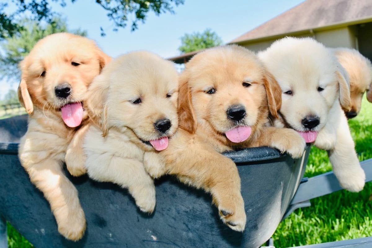 Dachshund Puppies breeder image 13