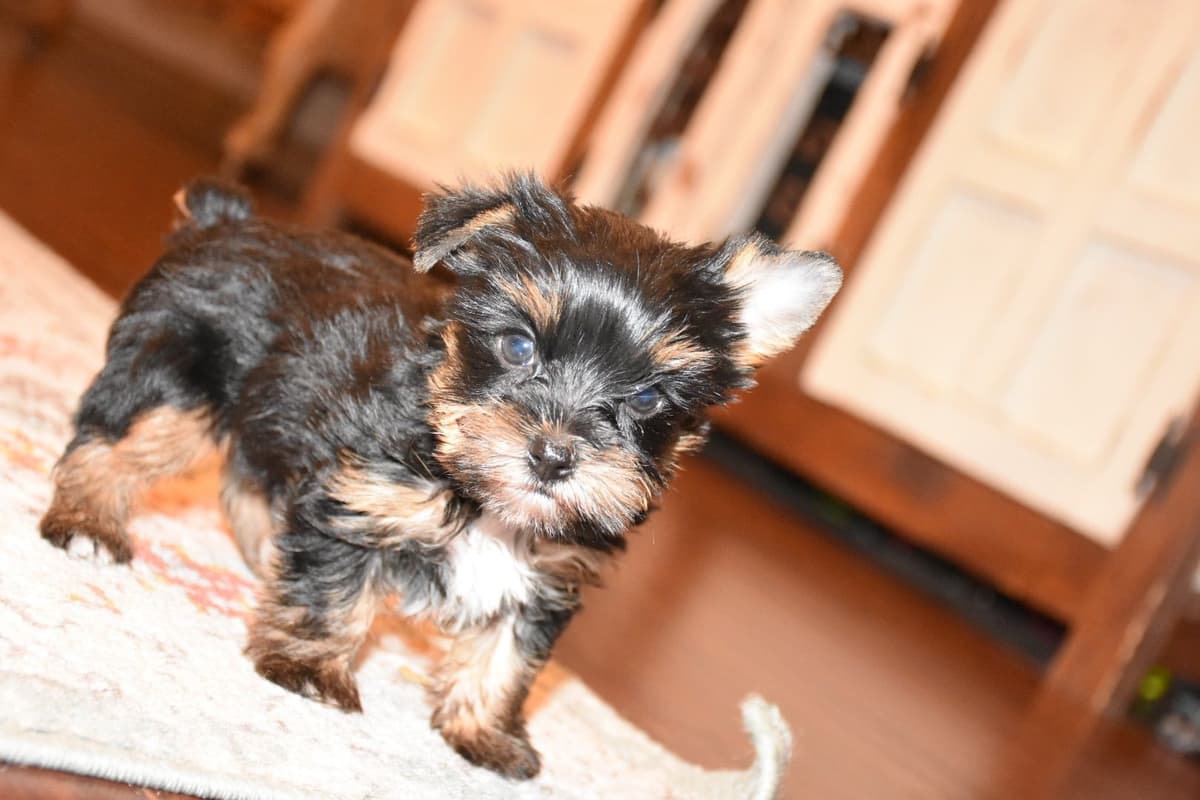 Dachshund Puppies breeder image 22