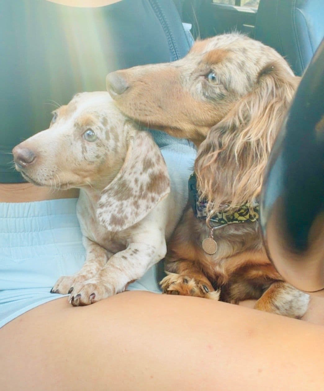 Dachshund Puppies breeder image 28