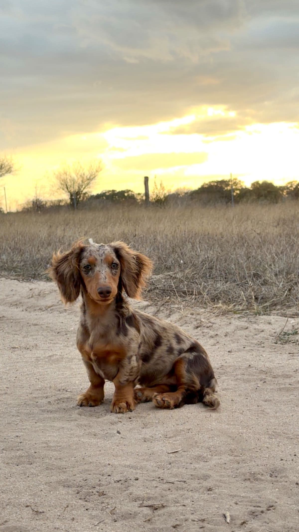 Dachshund Puppies breeder image 29