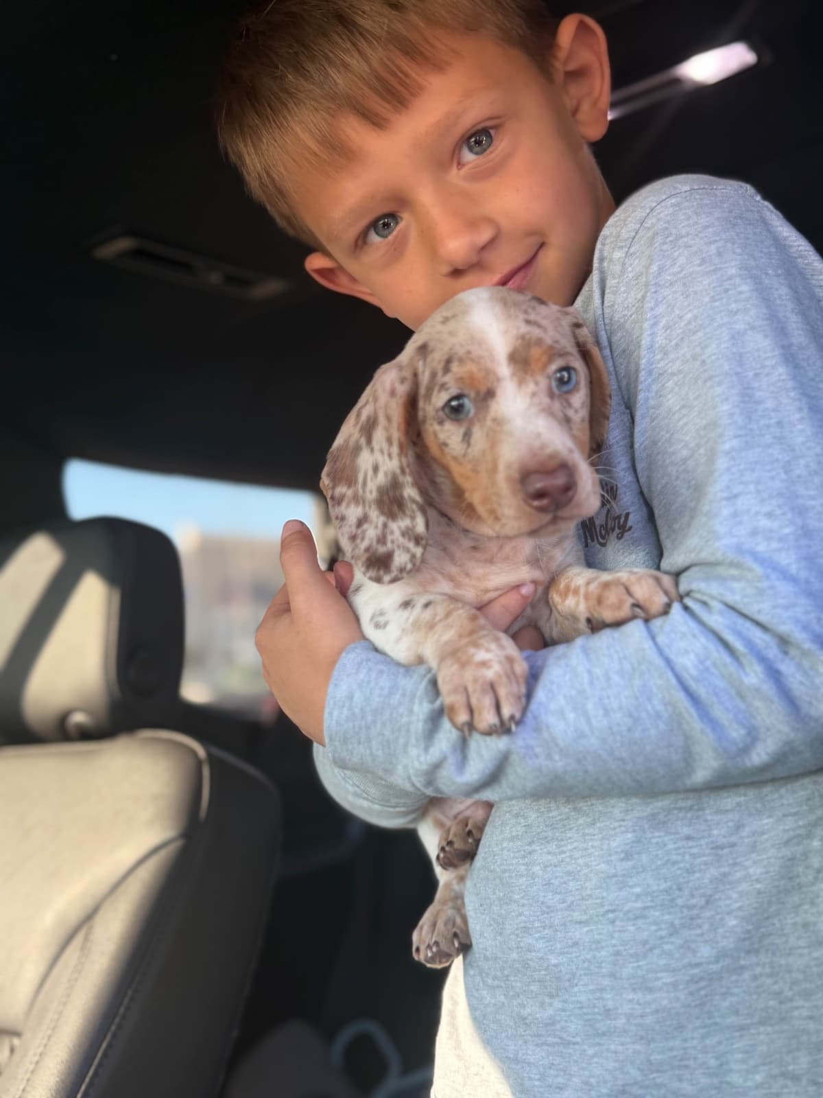 Dachshund Puppies breeder image 30