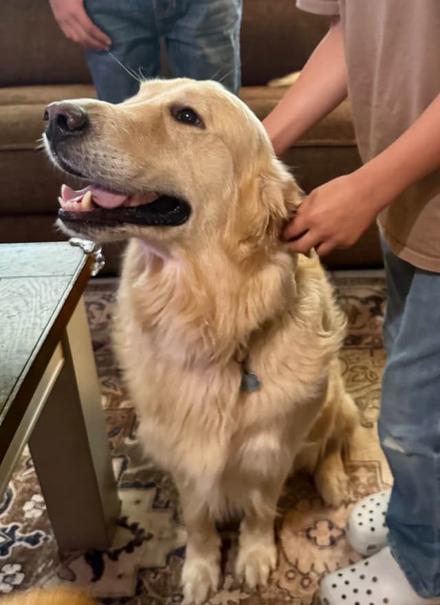 Golden Retriever Puppies media 3