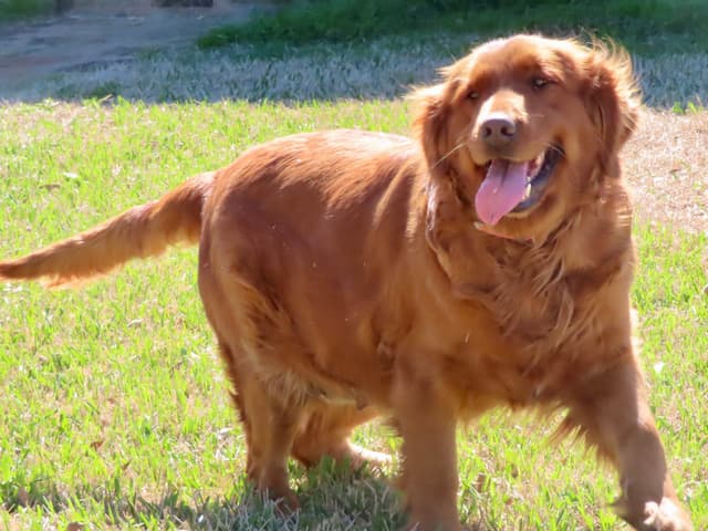 Golden Retriever Puppies media 4