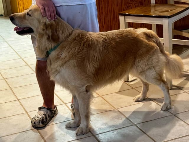 Golden Retriever Puppies media 5