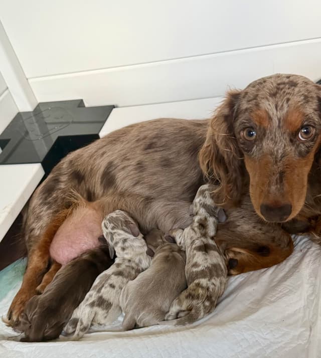 Dachshund Puppies media 2