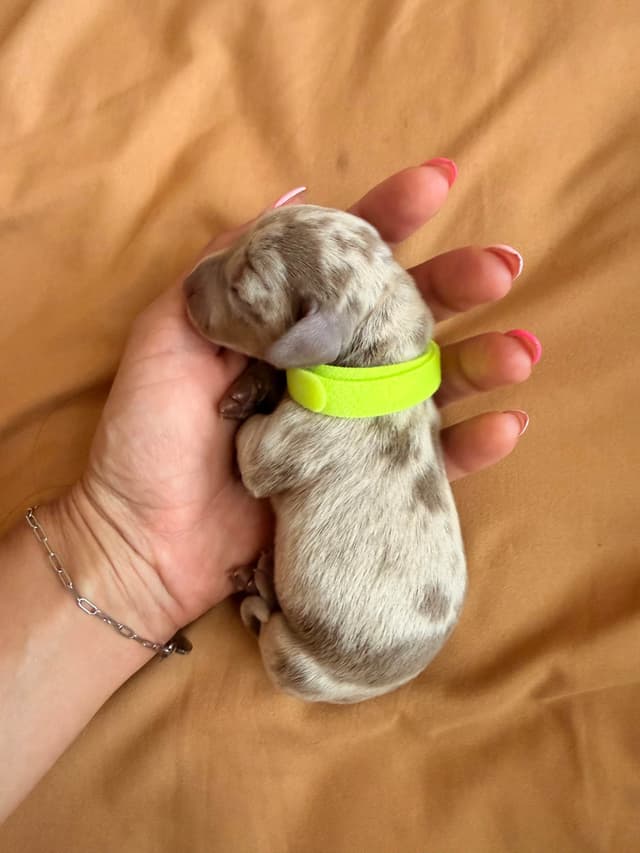 Dachshund Puppies media 3