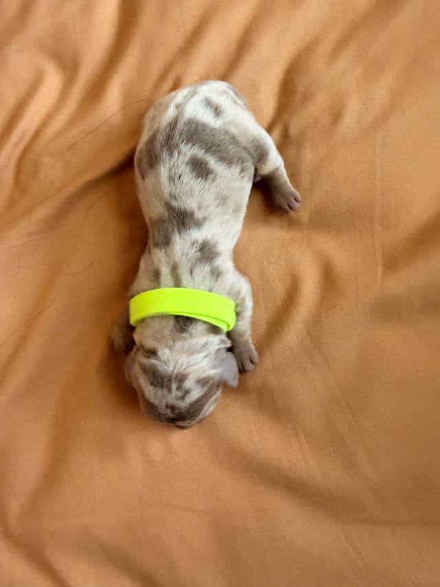 Dachshund Puppies media 4