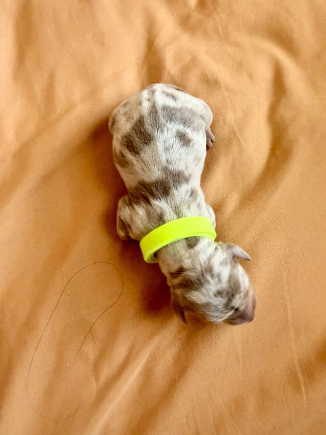 Dachshund Puppies media 5