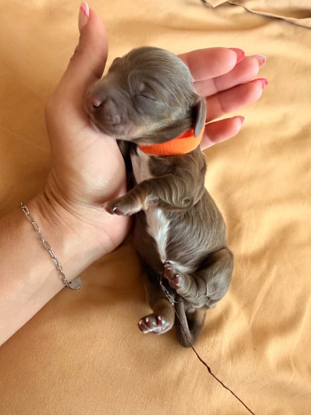 Dachshund Puppies media 6