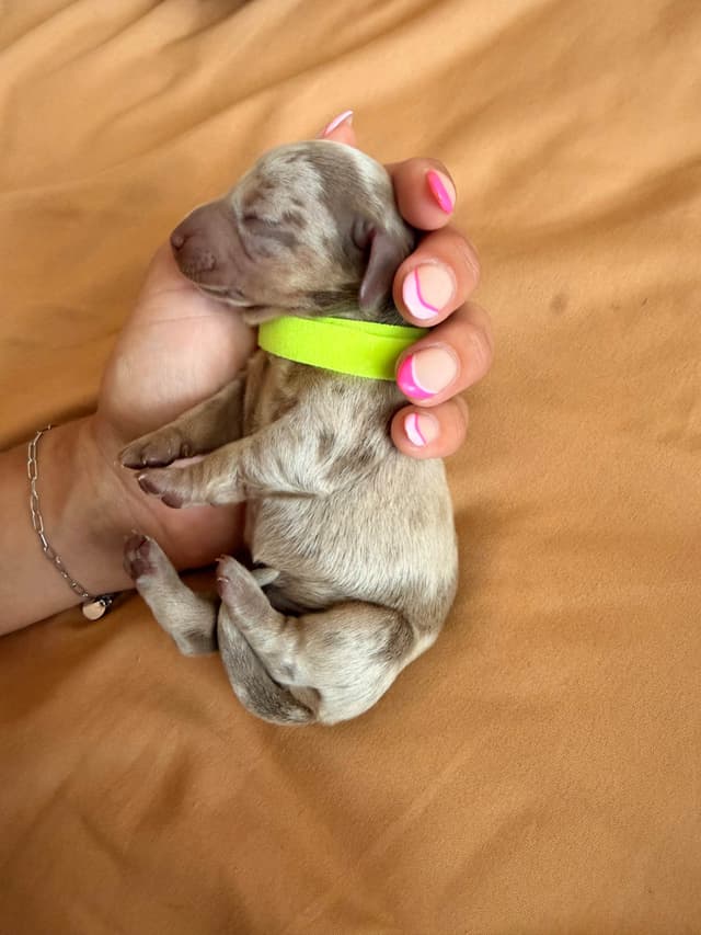 Dachshund Puppies media 7