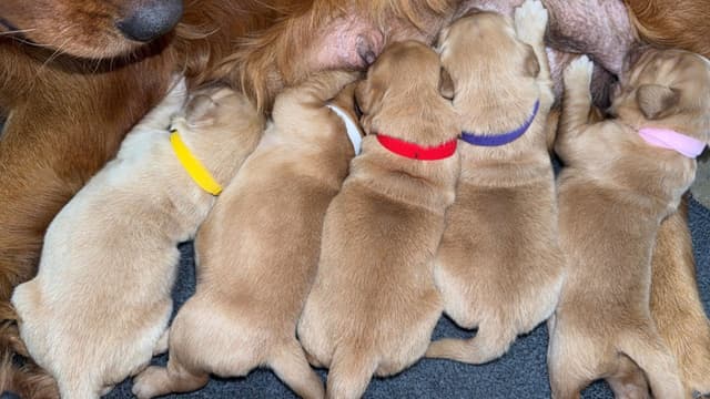 Golden Retriever Puppies media 6