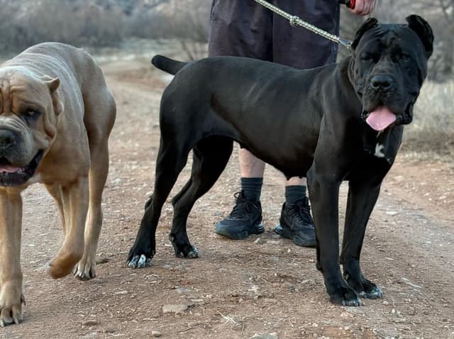 Cane Corso Puppies media 3